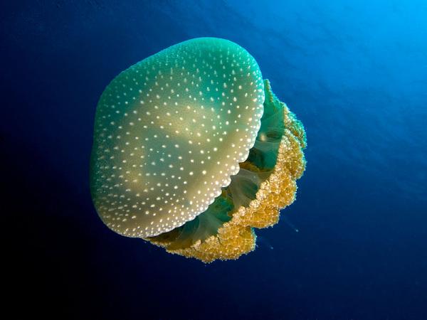 Phân tích ý nghĩa giấc mơ thấy con sứa dự ghẹ tốt hay xui sắp tới?