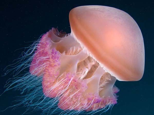 Mơ thấy con sứa tốt hay xấu đánh con gì sinh sôi tài lộc?