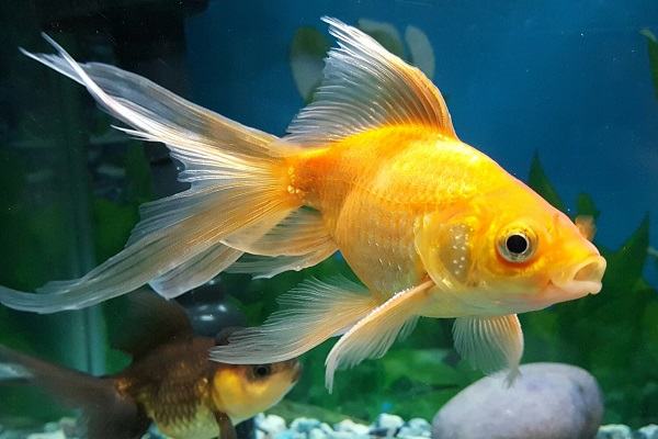 Nằm mơ thấy cá vàng bơi trong nước có phải sắp phát tài?