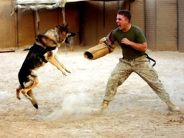 Bật mí nằm mơ thấy chó đuổi là điềm gì, số mấy phát tài?