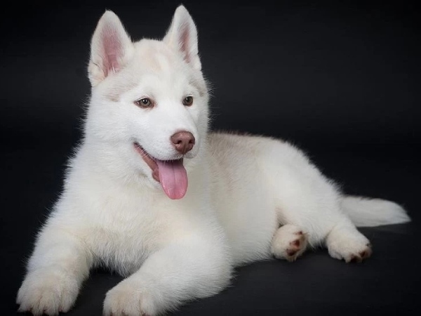 Nằm mơ thấy chó trắng là điềm gì trong cuộc sống