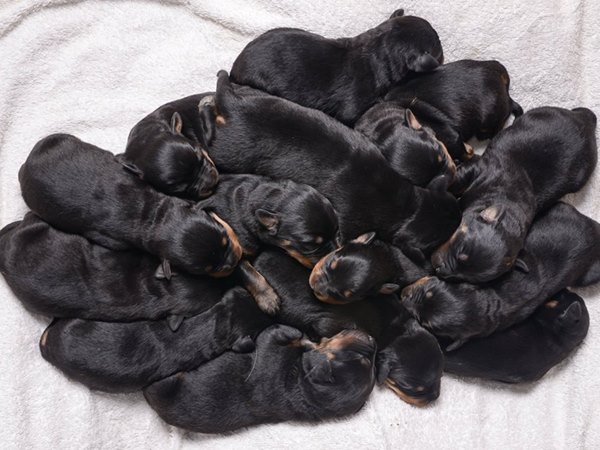 Nằm mơ thấy đàn chó con màu đen là điềm gì, tốt hay xấu?