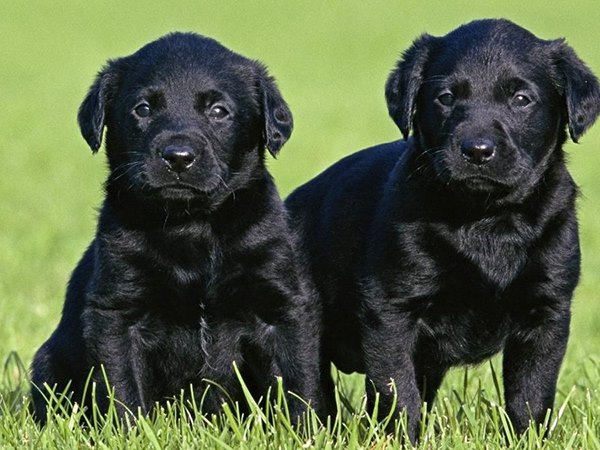 Nằm mơ thấy đàn chó con màu đen là điềm gì, tốt hay xấu?