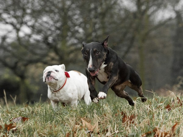 Bật mí nằm mơ thấy chó đuổi là điềm gì, số mấy phát tài?