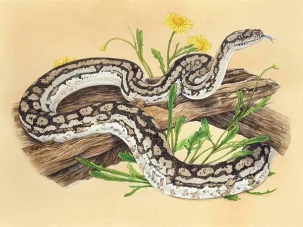 Khám phá con số tài lộc tuổi Tỵ ngày 20/12/2025 hôm nay